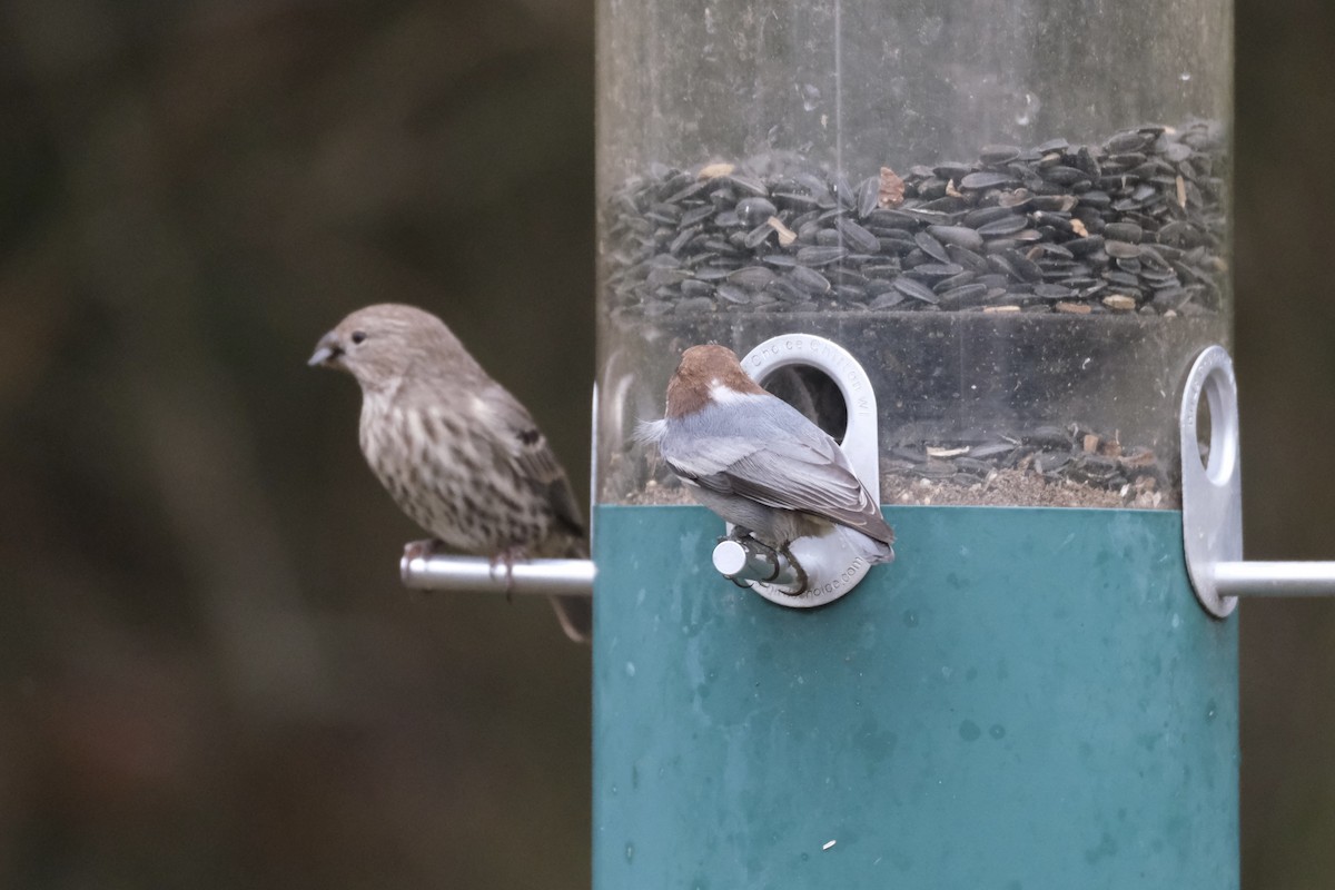 Буроголовый поползень - ML646621960