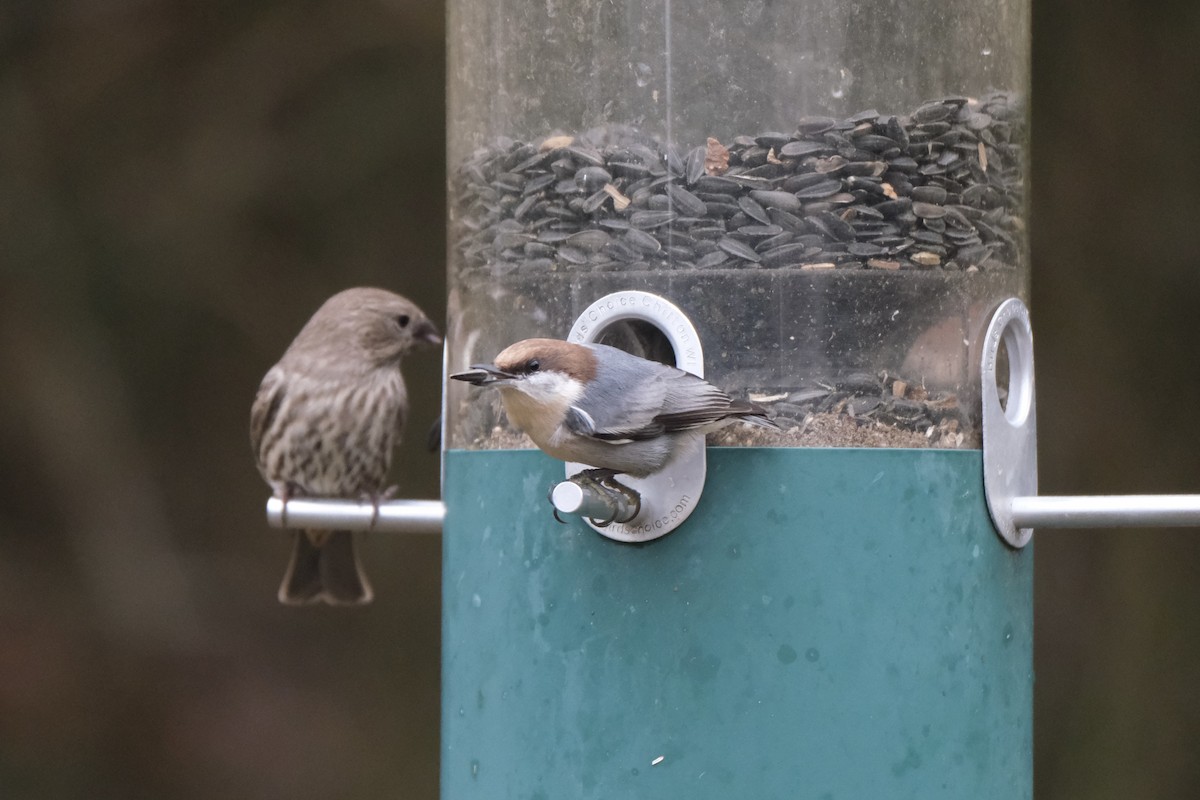 Буроголовый поползень - ML646621961