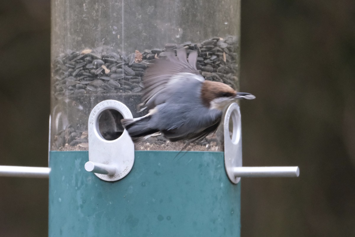 Буроголовый поползень - ML646621962