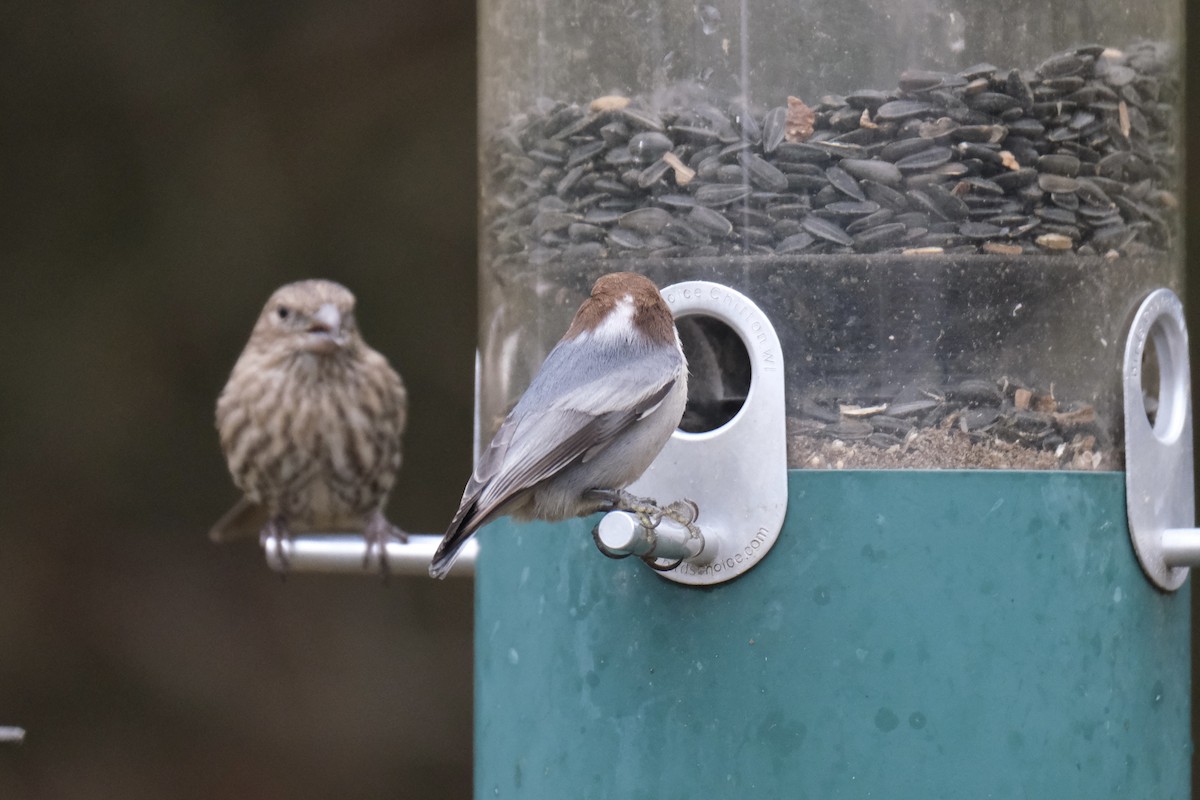 Буроголовый поползень - ML646621963