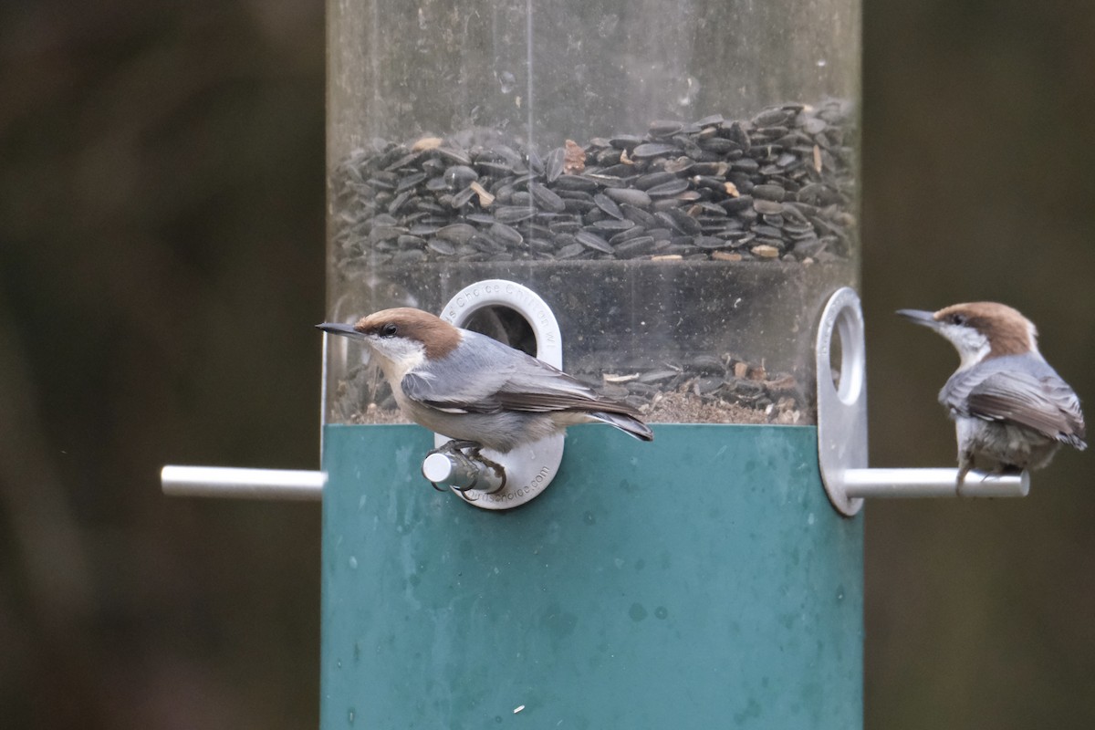 Буроголовый поползень - ML646621964