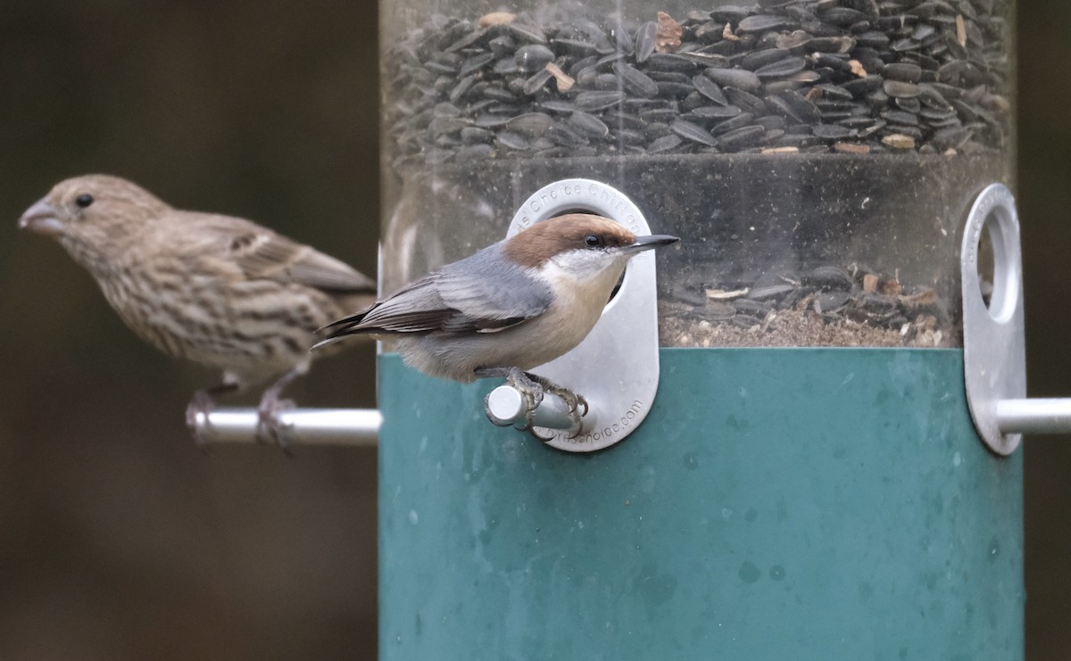 Буроголовый поползень - ML646621965