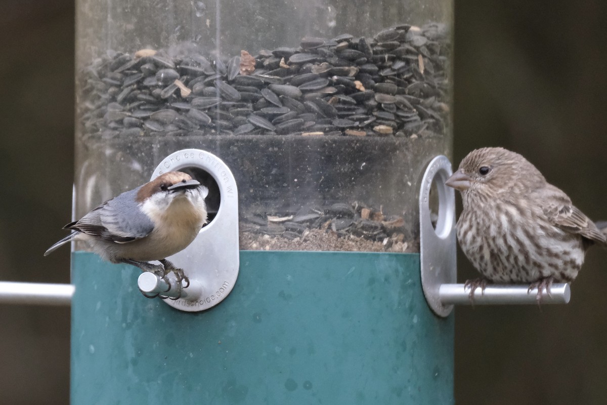 Буроголовый поползень - ML646621966