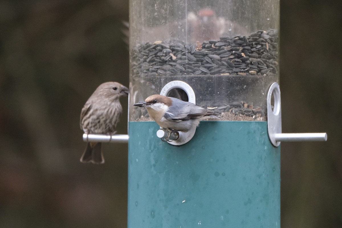 Буроголовый поползень - ML646621967