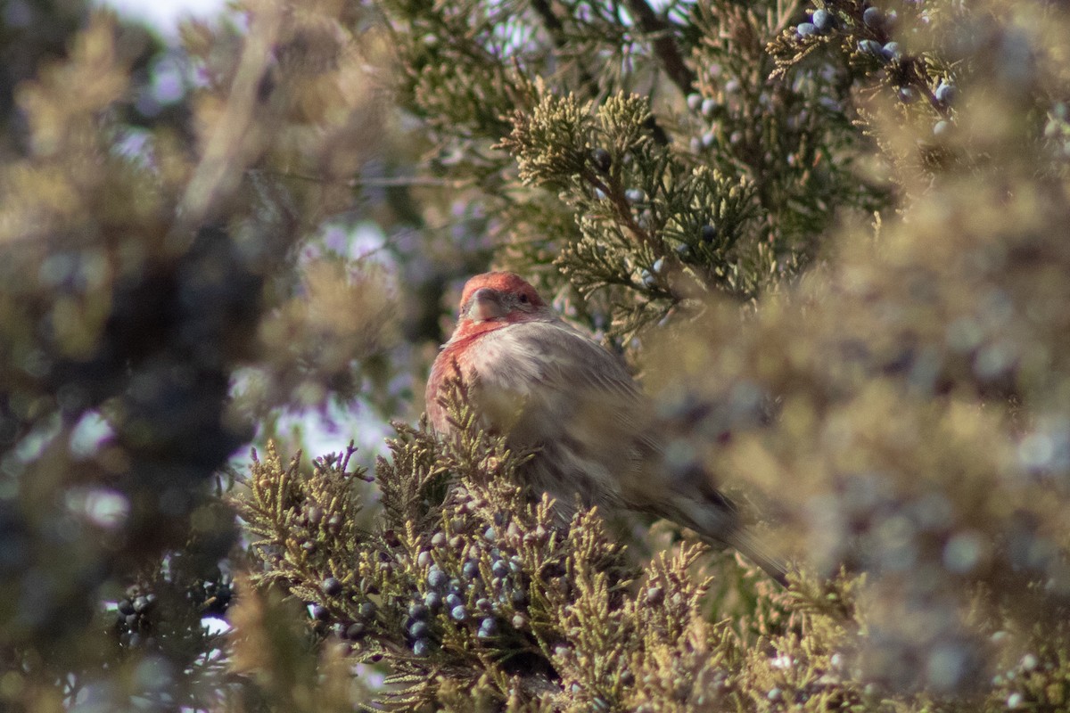 House Finch - ML646621972