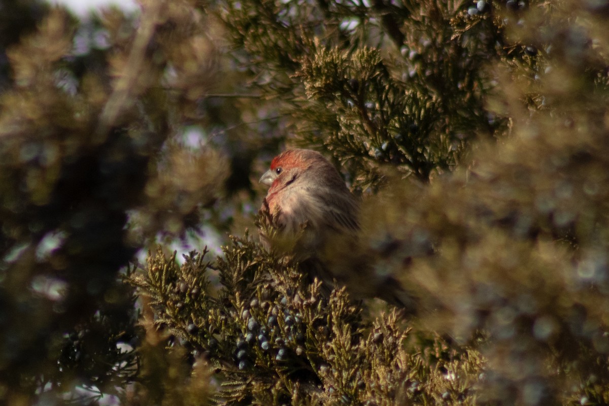 House Finch - ML646621973