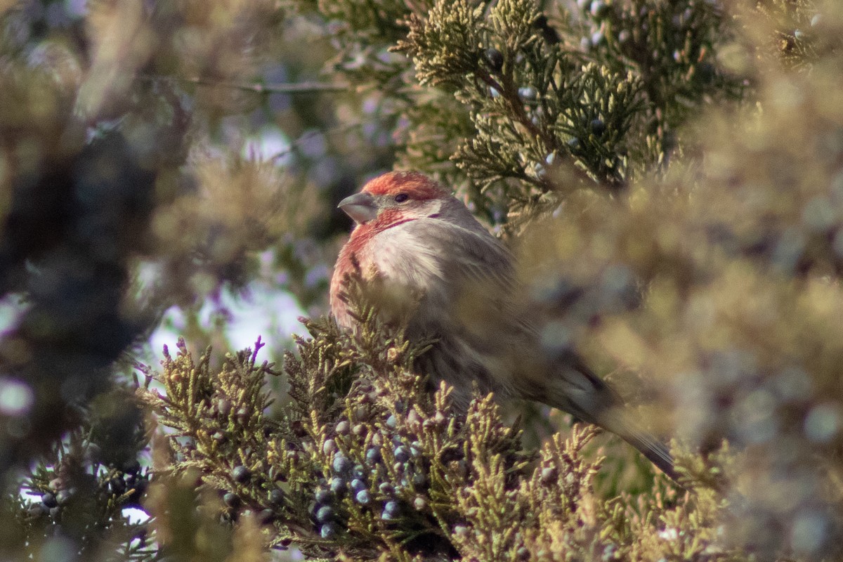 House Finch - ML646621974
