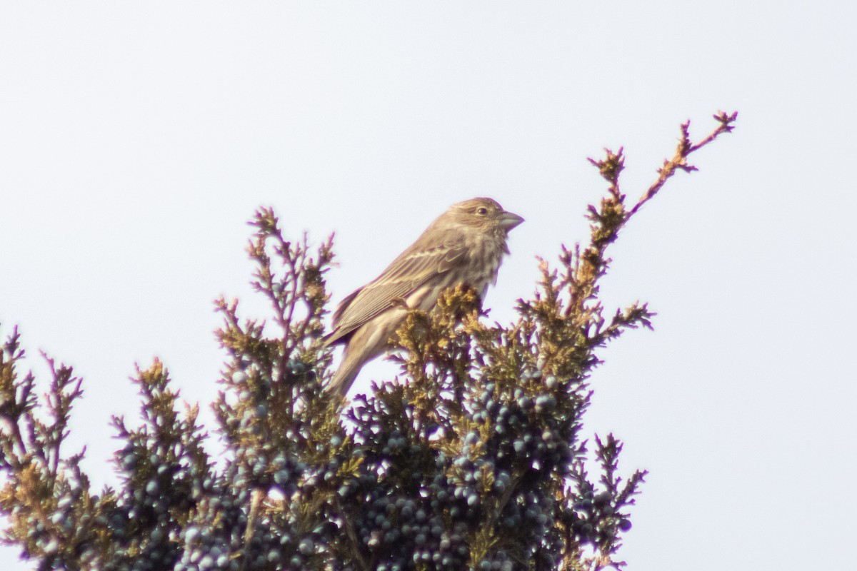 House Finch - ML646621975