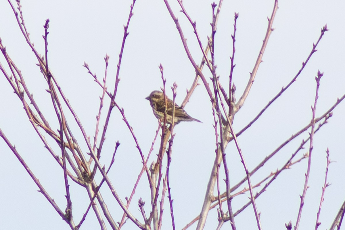 Purple Finch - ML646621977