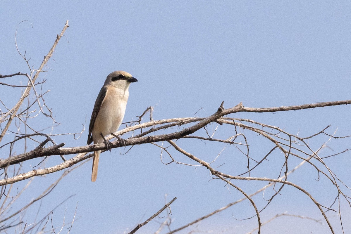 Isabellwürger - ML646621978