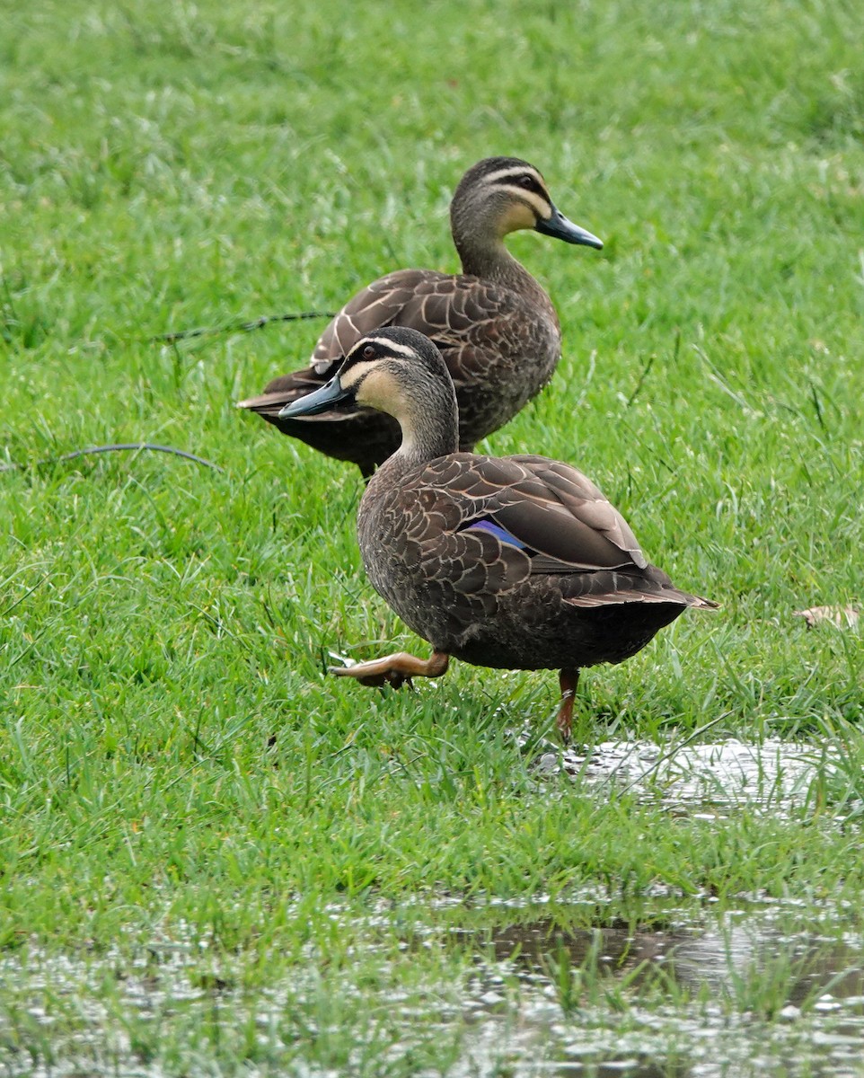 kachna pruhohlavá - ML646621979