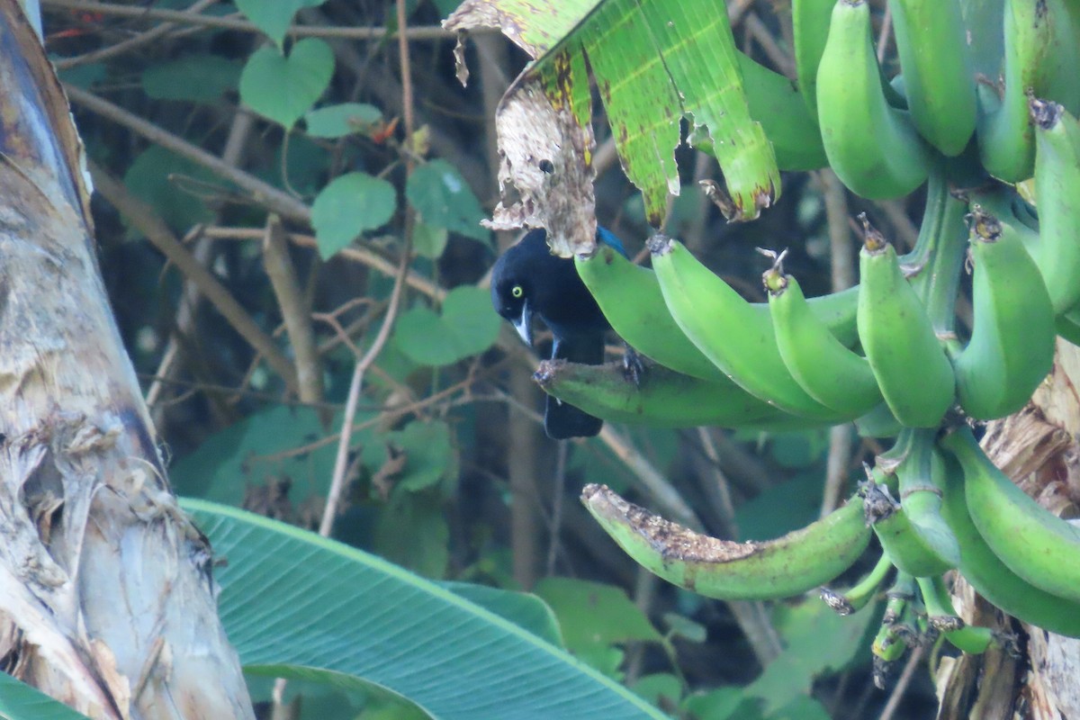 Bushy-crested Jay - ML646621980