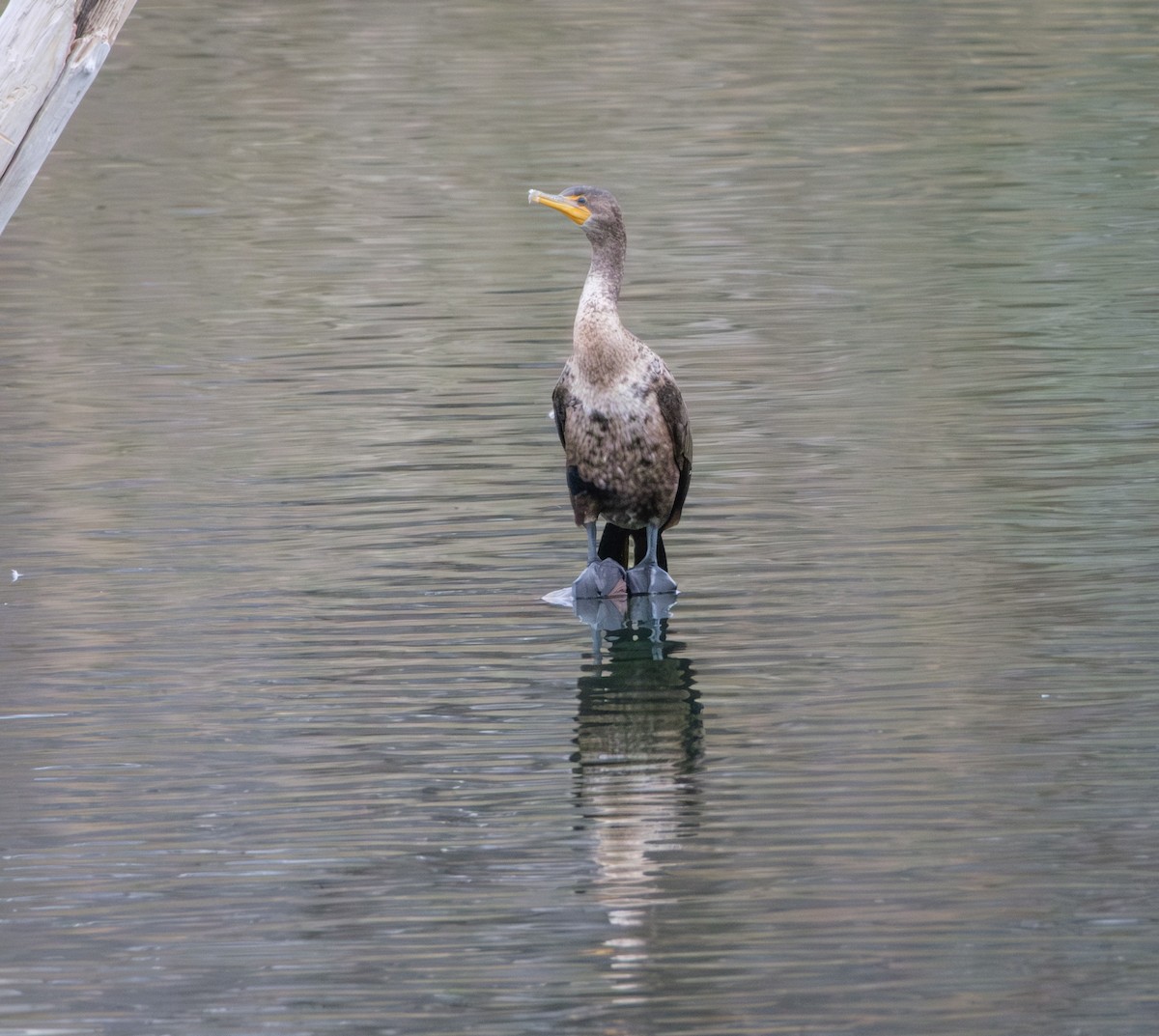 Double-crested Cormorant - ML646621981