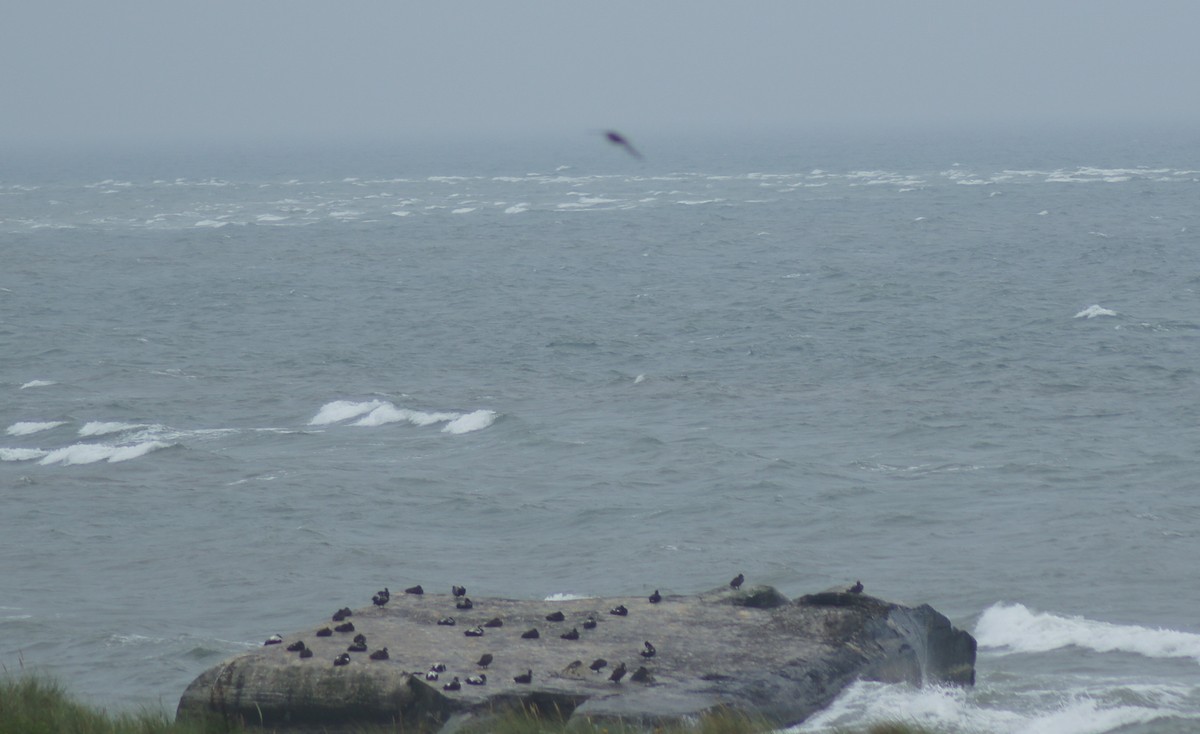 雁類 - ML646621982