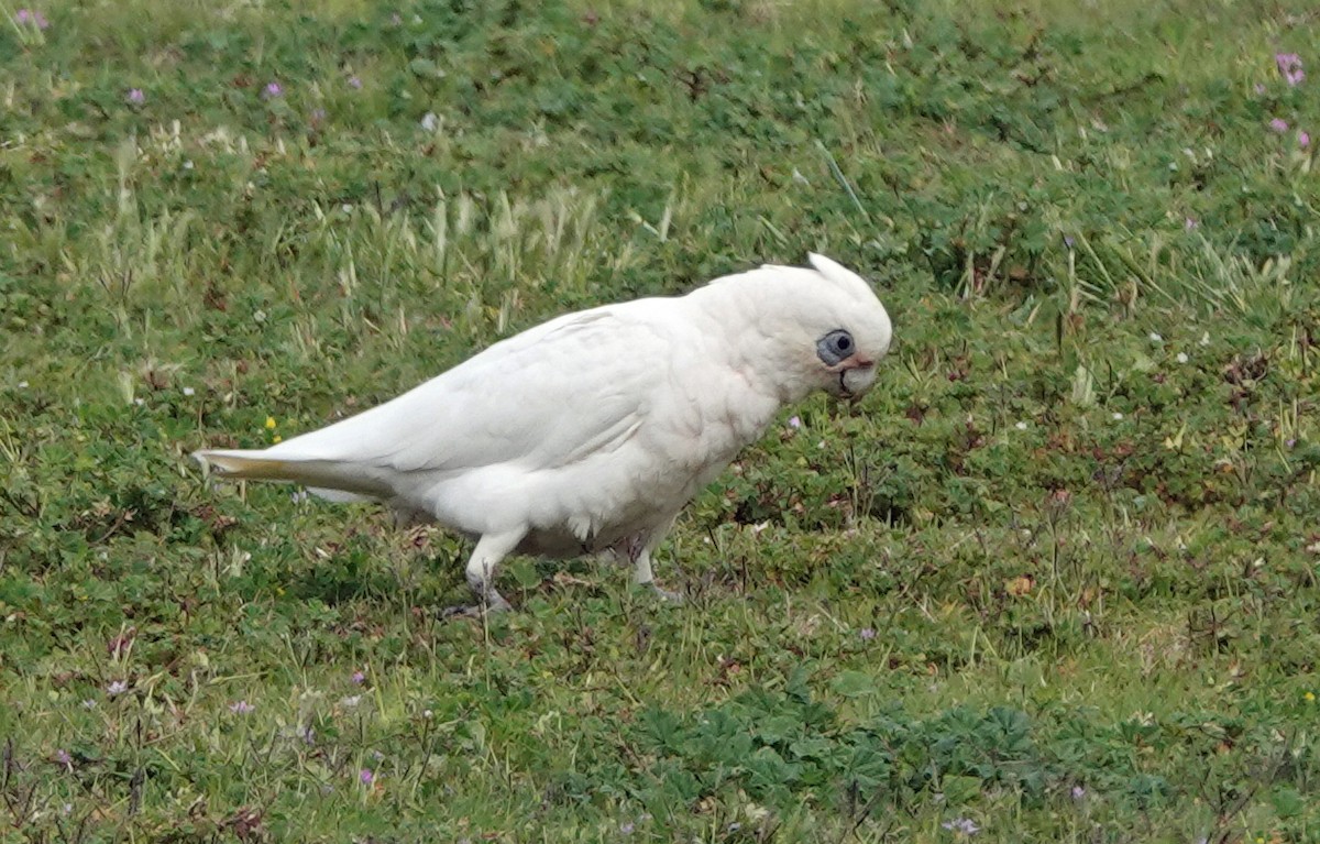 kakadu naholící - ML646621983