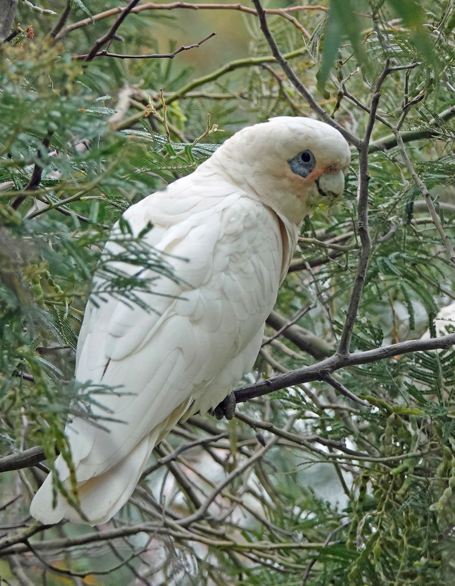 kakadu naholící - ML646621984