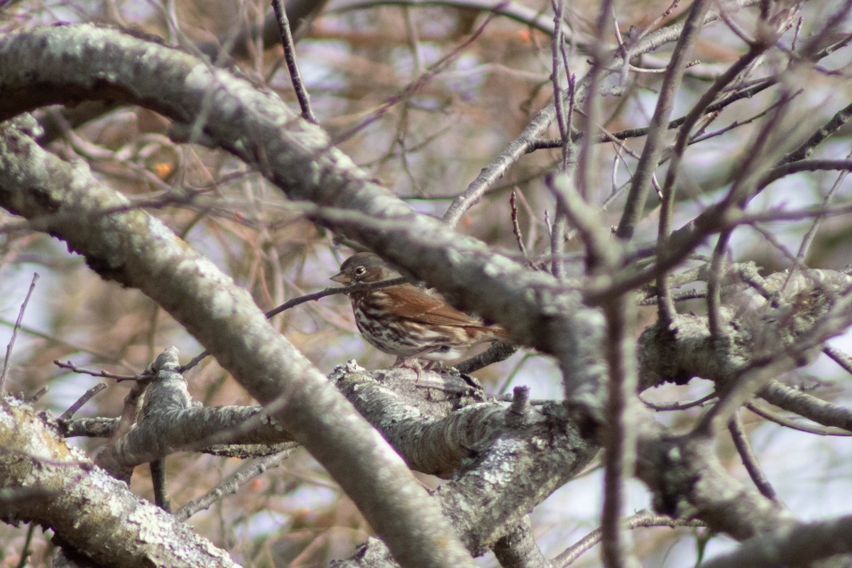 Fox Sparrow - ML646621985
