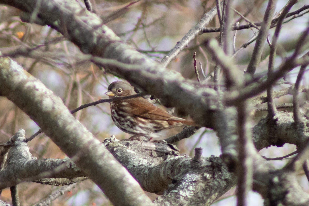 Fox Sparrow - ML646621986