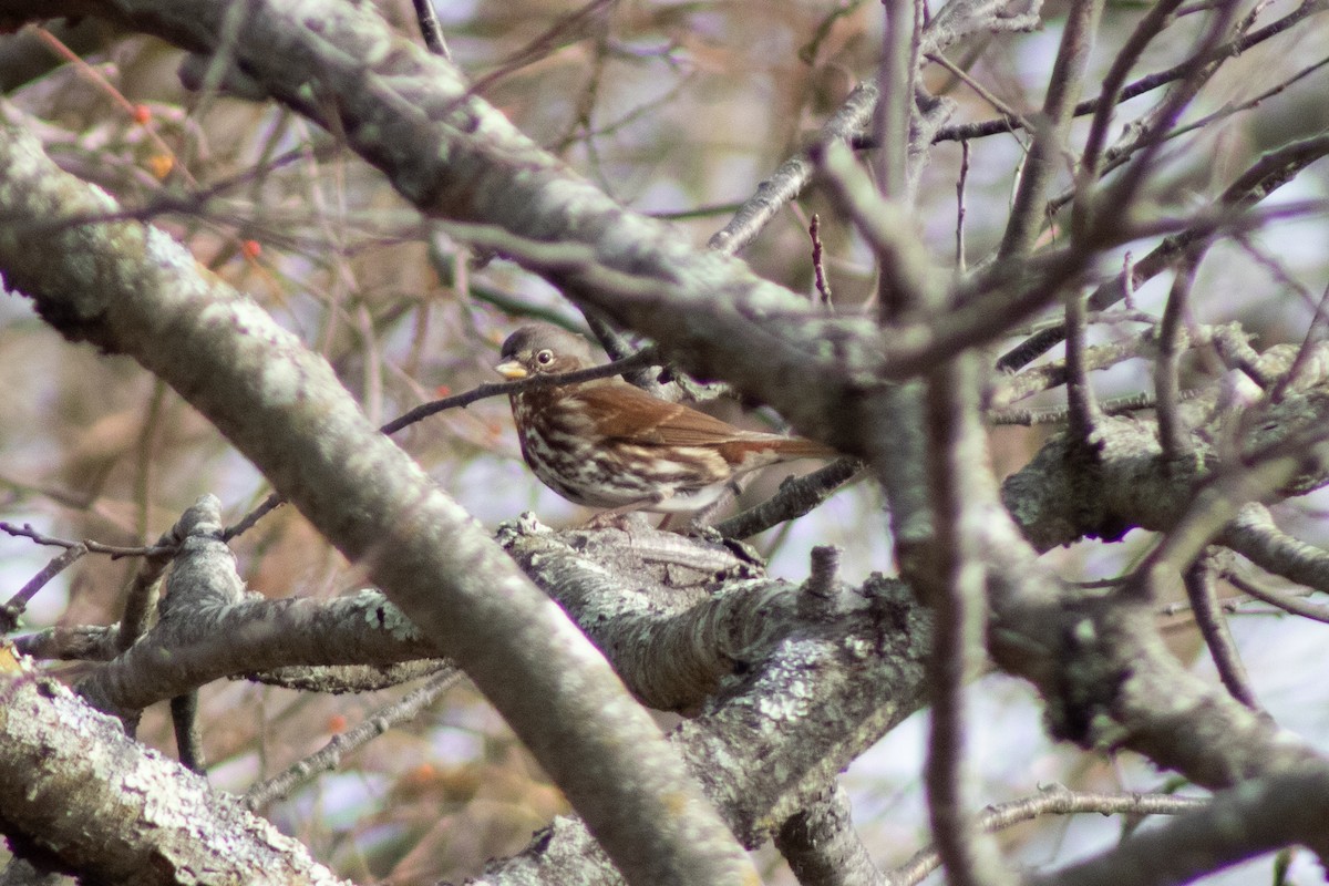Fox Sparrow - ML646621987