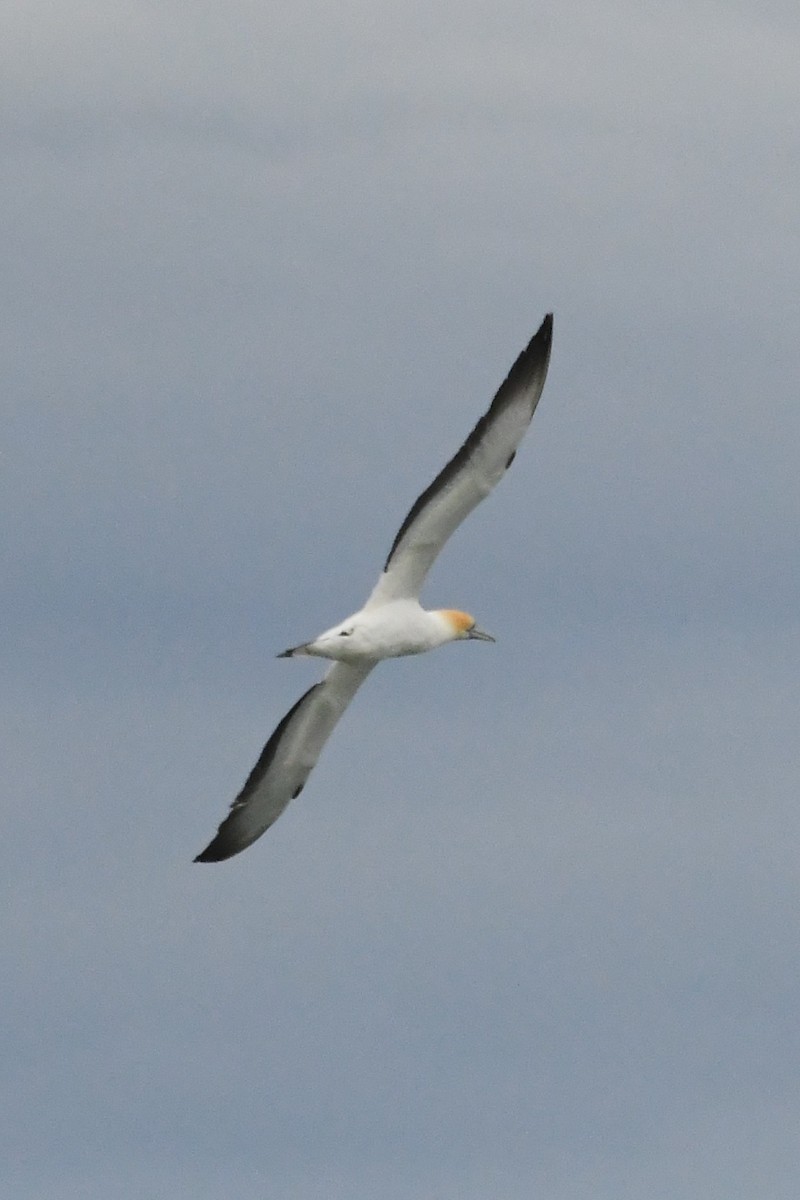Australasian Gannet - ML646621988
