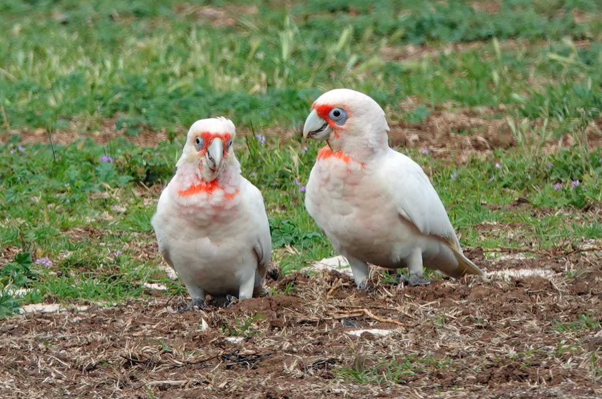 kakadu ostrozobý - ML646621992