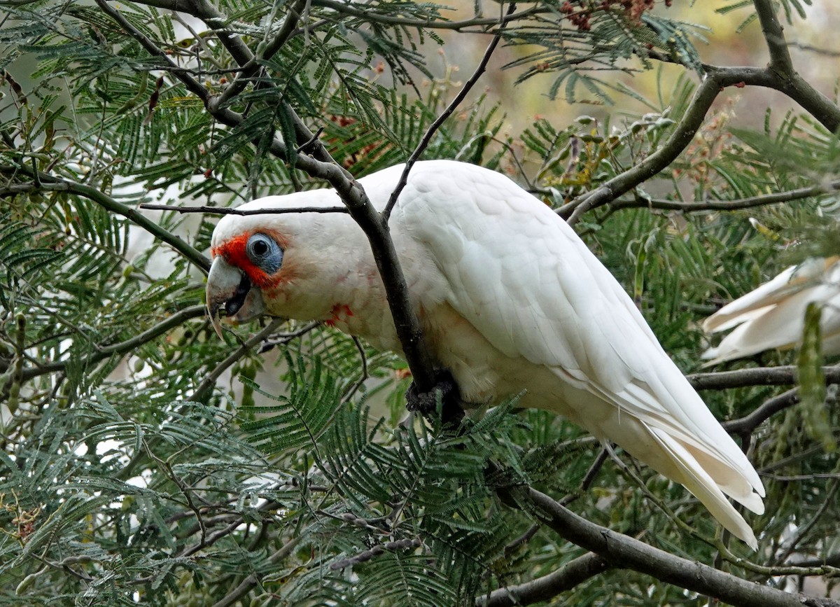 kakadu ostrozobý - ML646621993