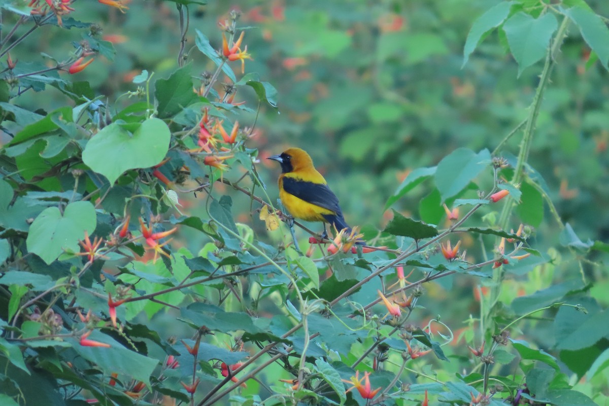 Yellow-backed Oriole - ML646621995