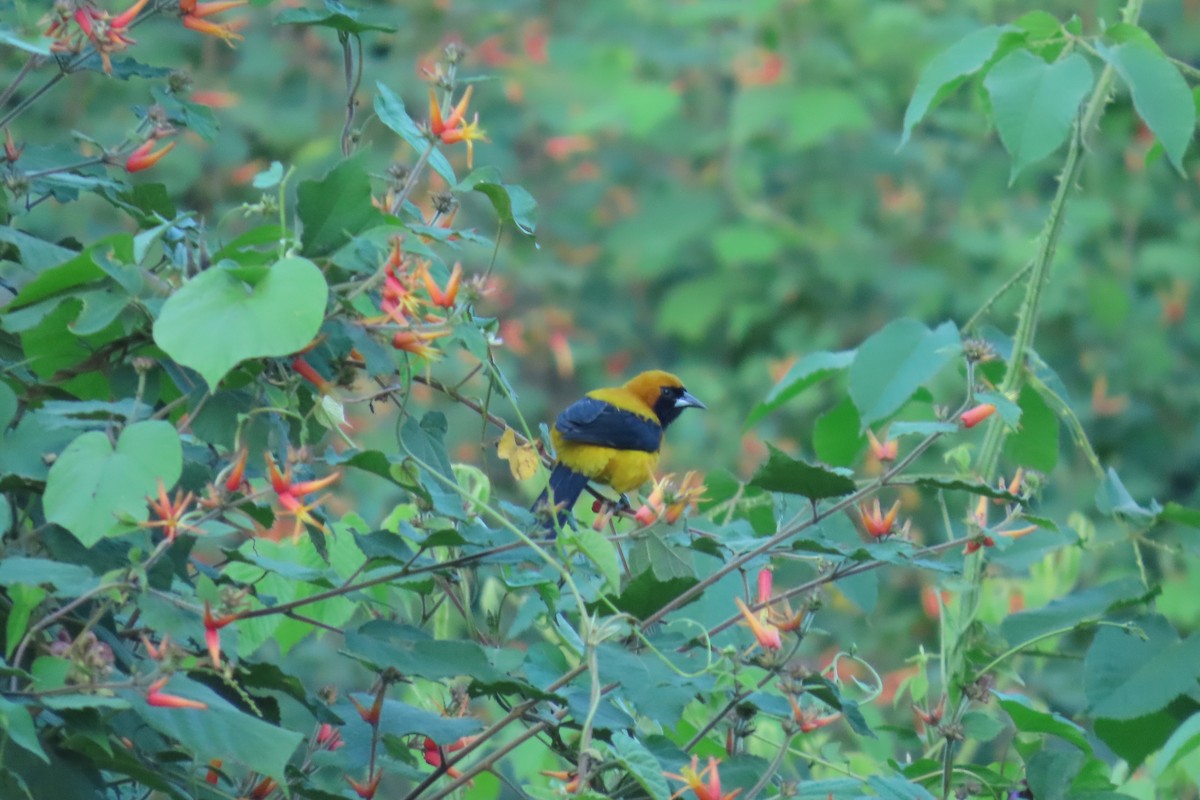 Yellow-backed Oriole - ML646621996