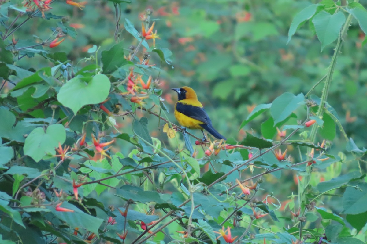 Yellow-backed Oriole - ML646621997