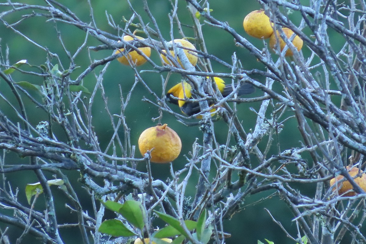 Yellow-backed Oriole - ML646621998