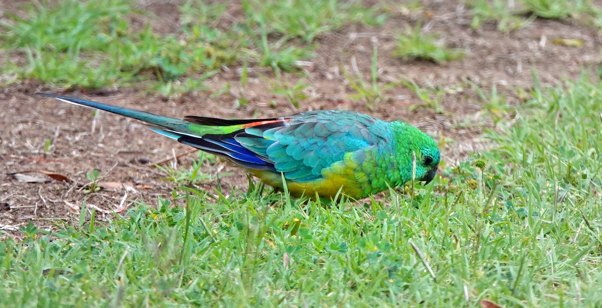 rosela zpěvavá - ML646621999