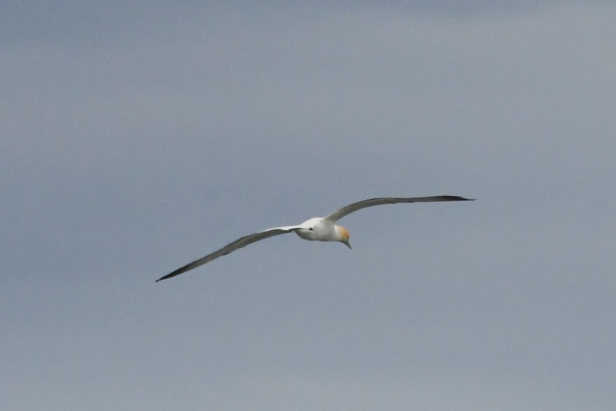 Australasian Gannet - ML646622000