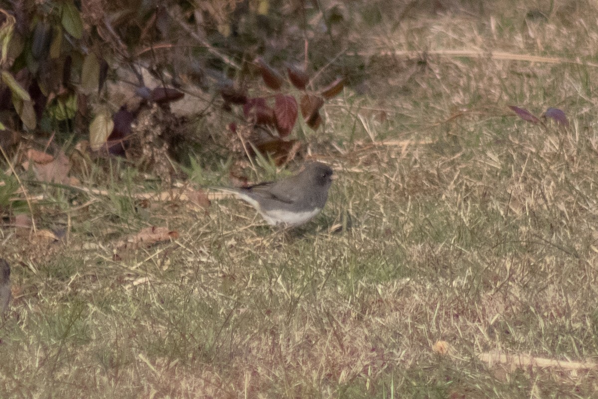 strnadec zimní - ML646622001