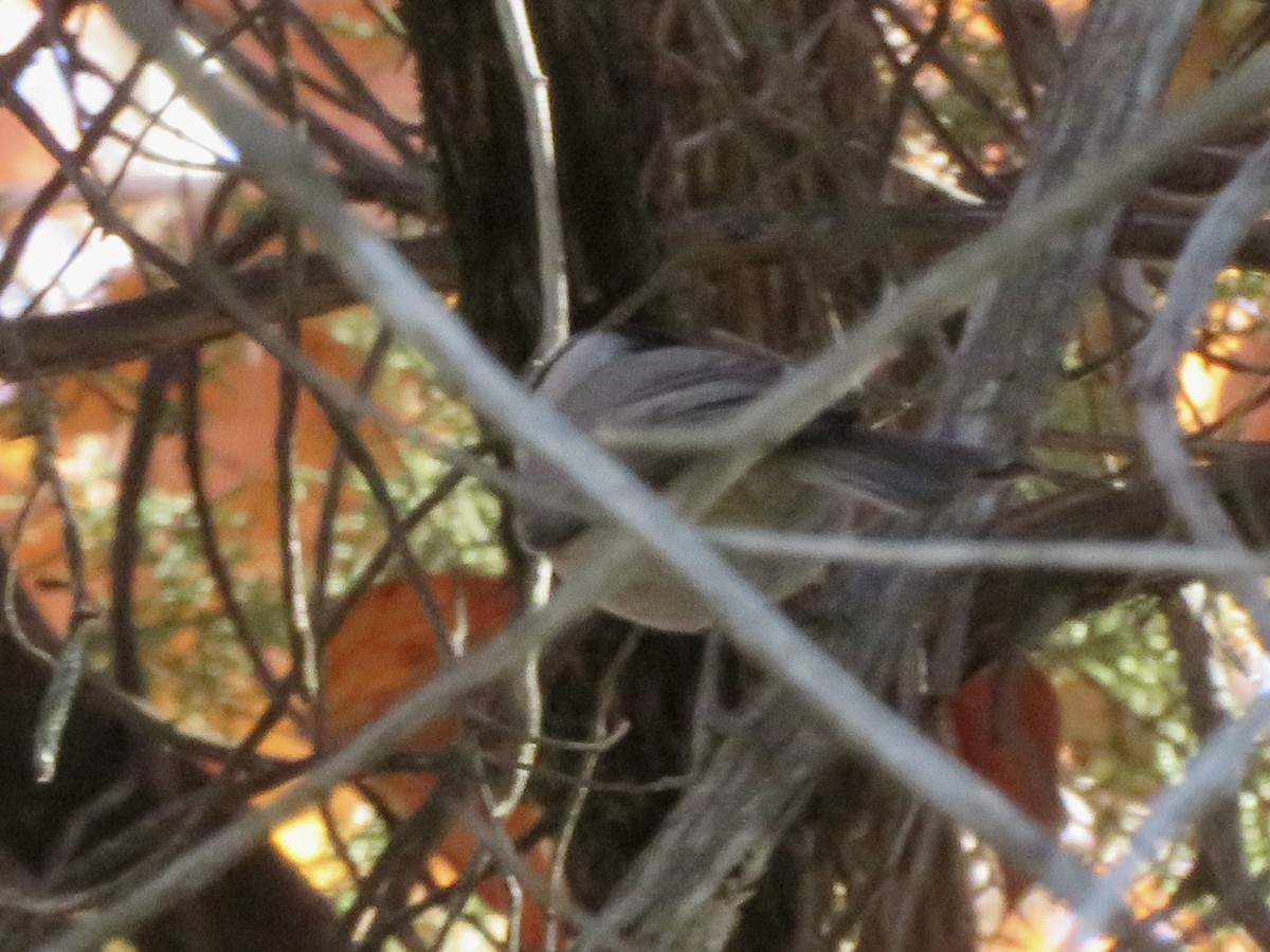 bergmeis - ML646622002