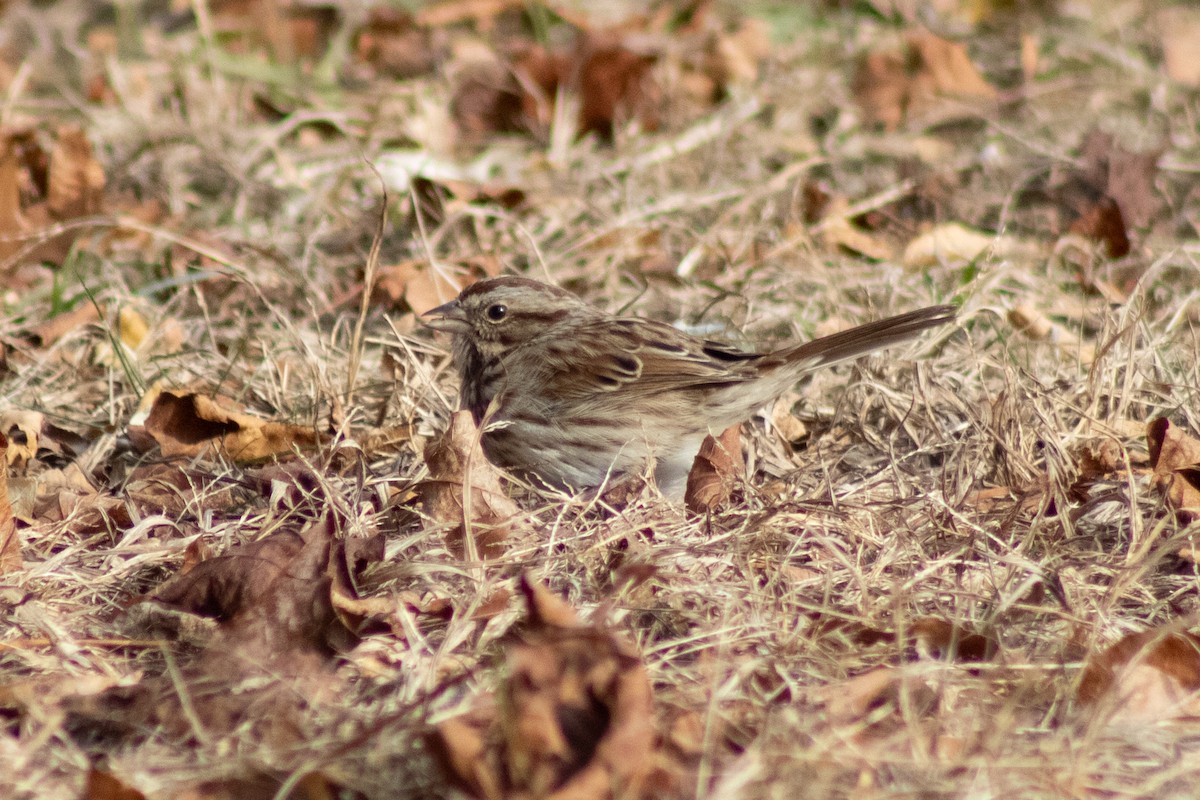 Song Sparrow - ML646622006