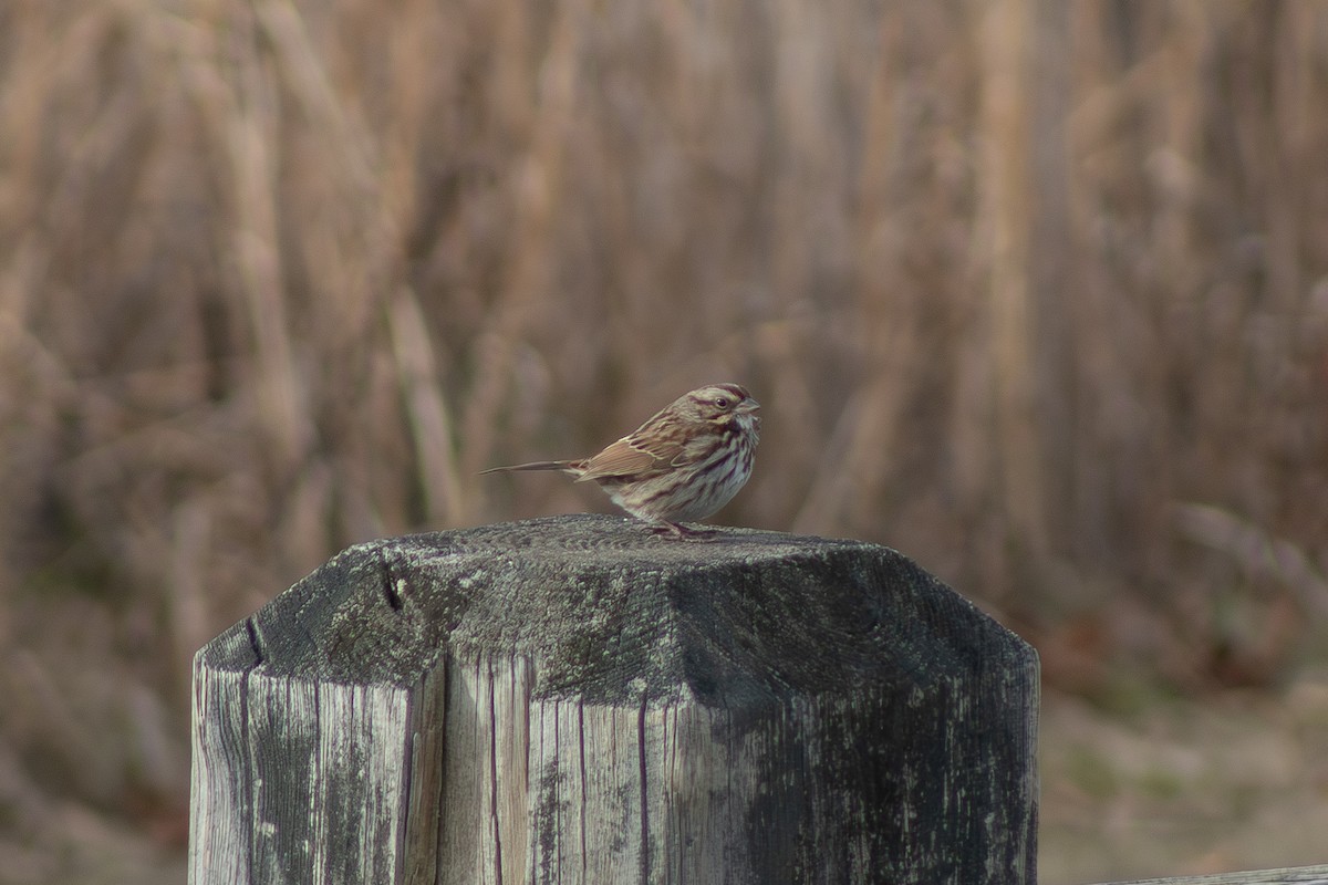 Song Sparrow - ML646622007