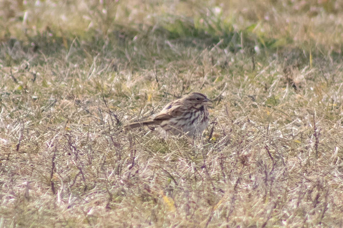 Song Sparrow - ML646622008