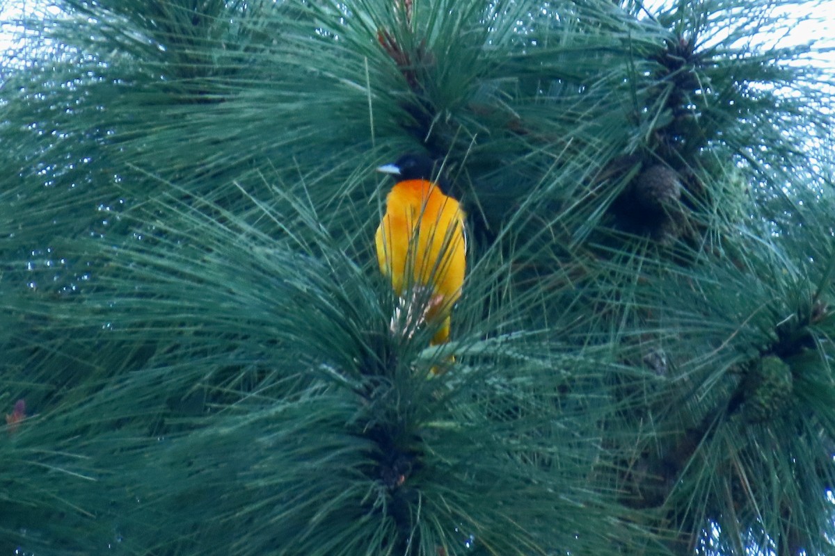 Baltimore Oriole - ML646622010