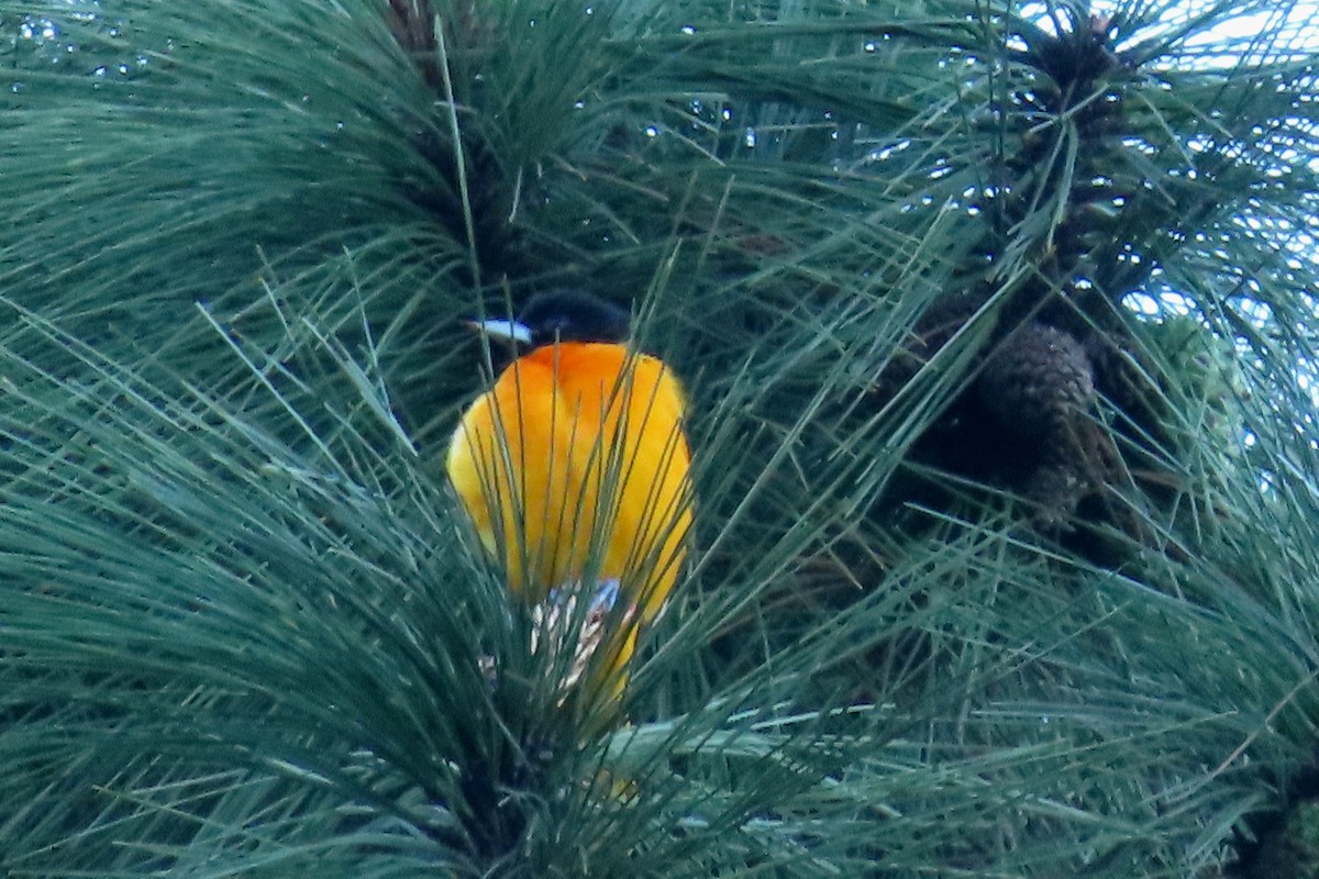 Baltimore Oriole - ML646622011