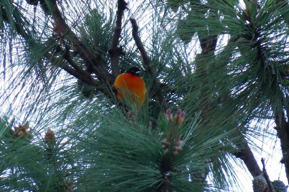 Baltimore Oriole - ML646622012