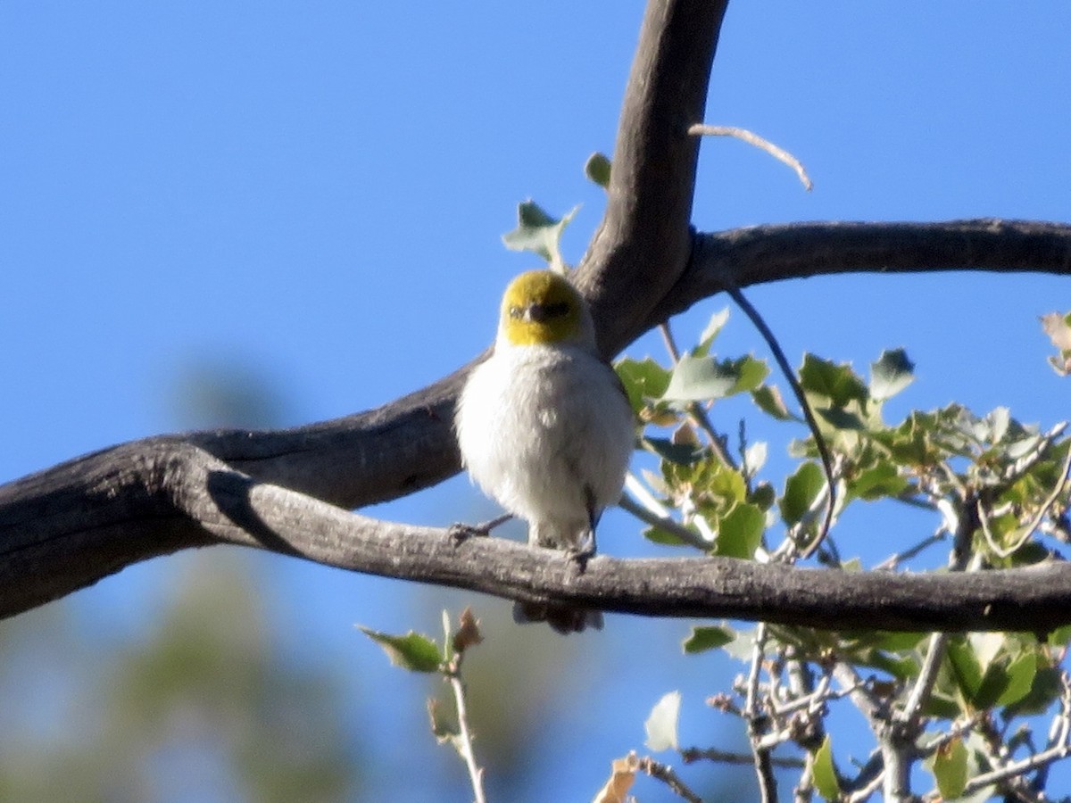 meisesmett - ML646622013