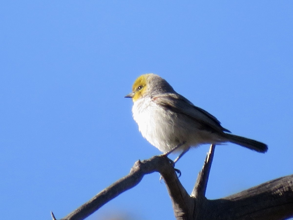 meisesmett - ML646622014