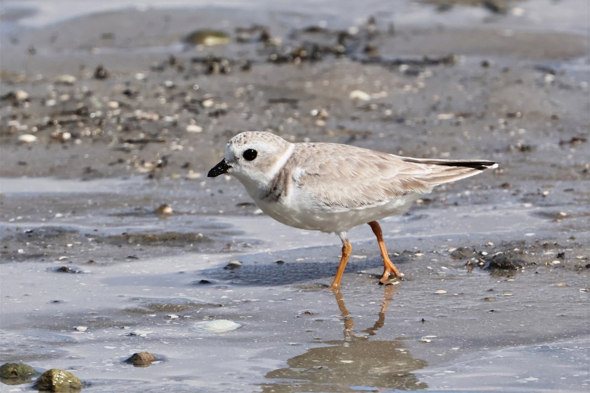 Piping Plover - ML646622018