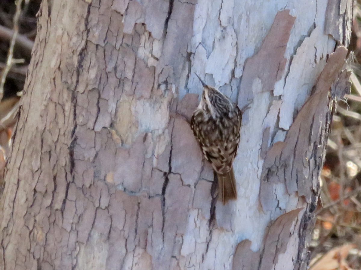 Brown Creeper - ML646622020