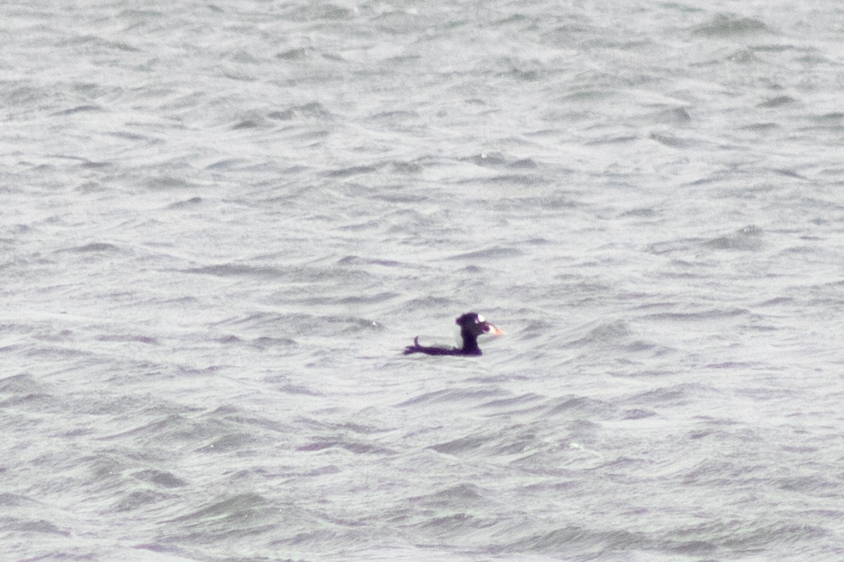 Surf Scoter - ML646622021