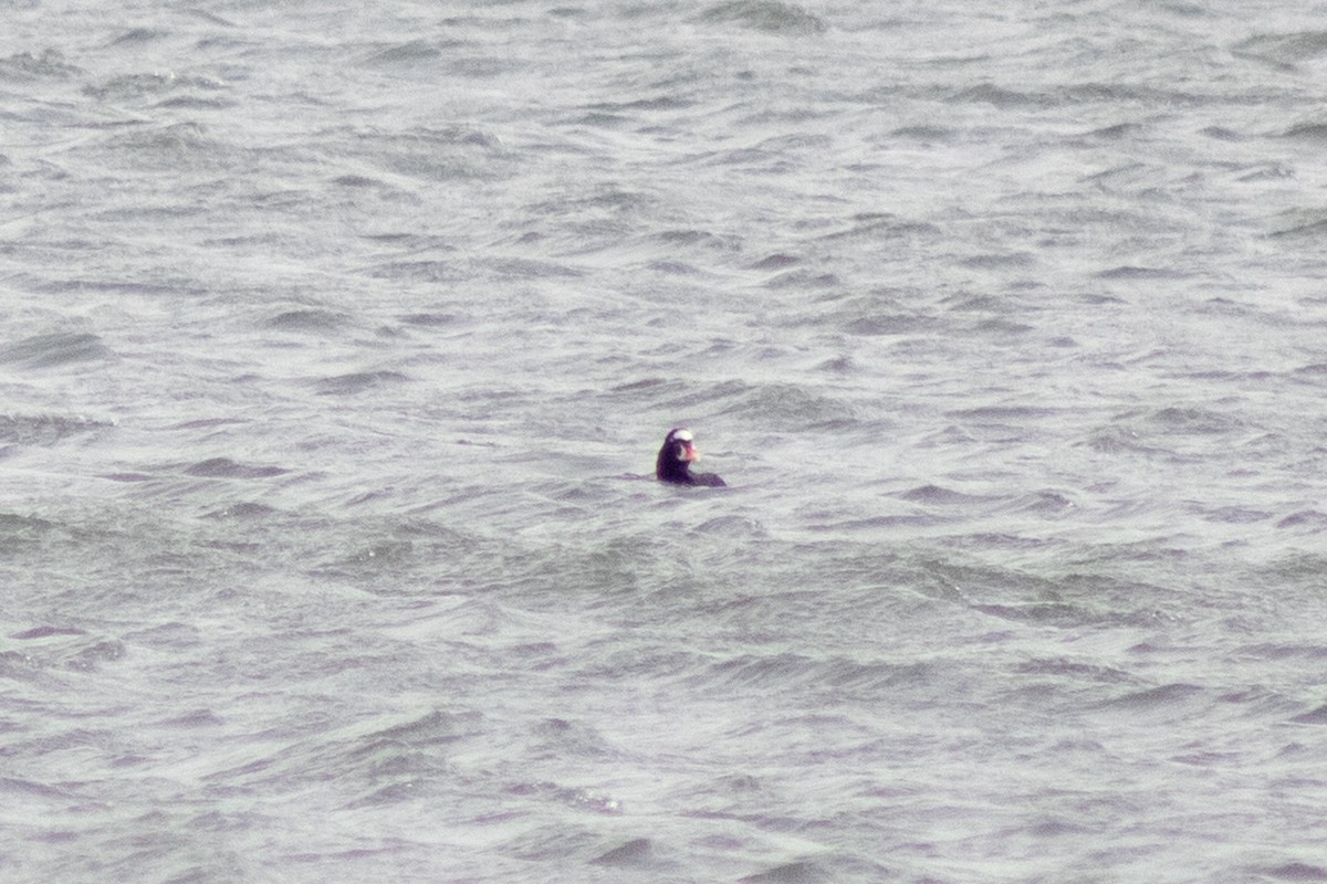 Surf Scoter - ML646622022