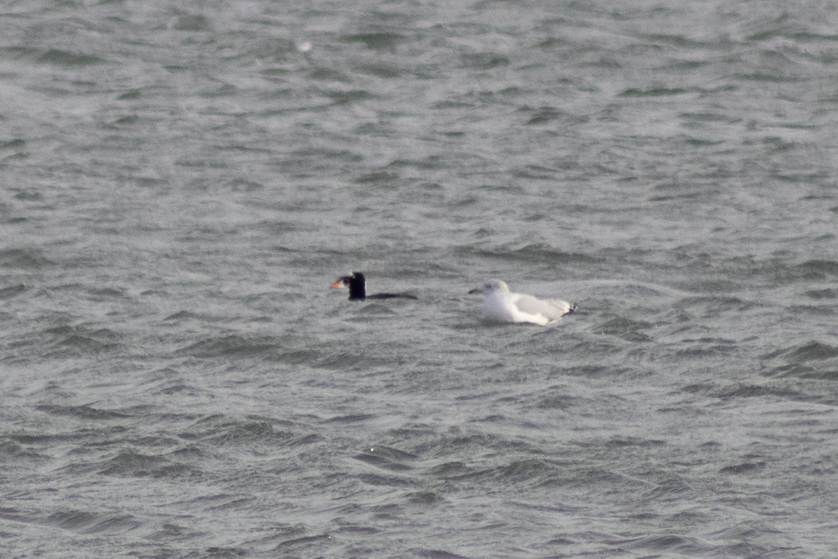 Surf Scoter - ML646622023