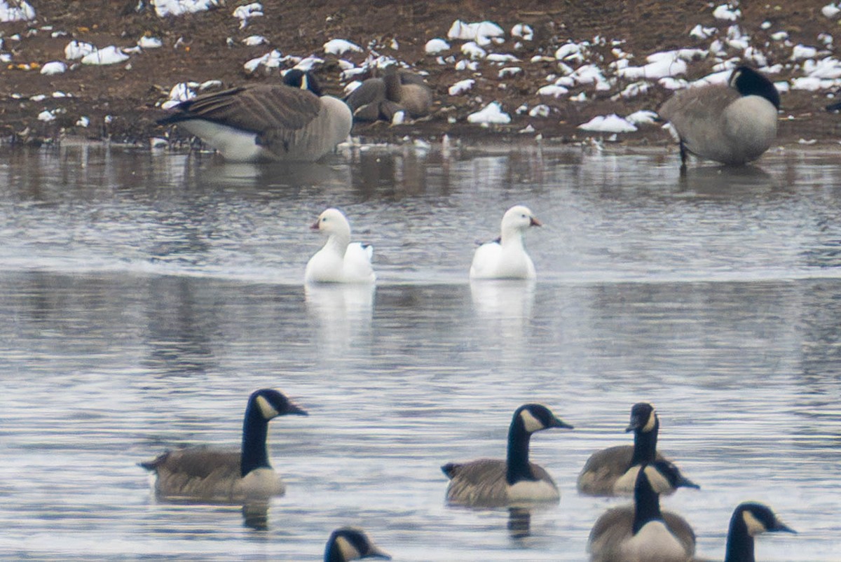 Ross's Goose - ML646622024