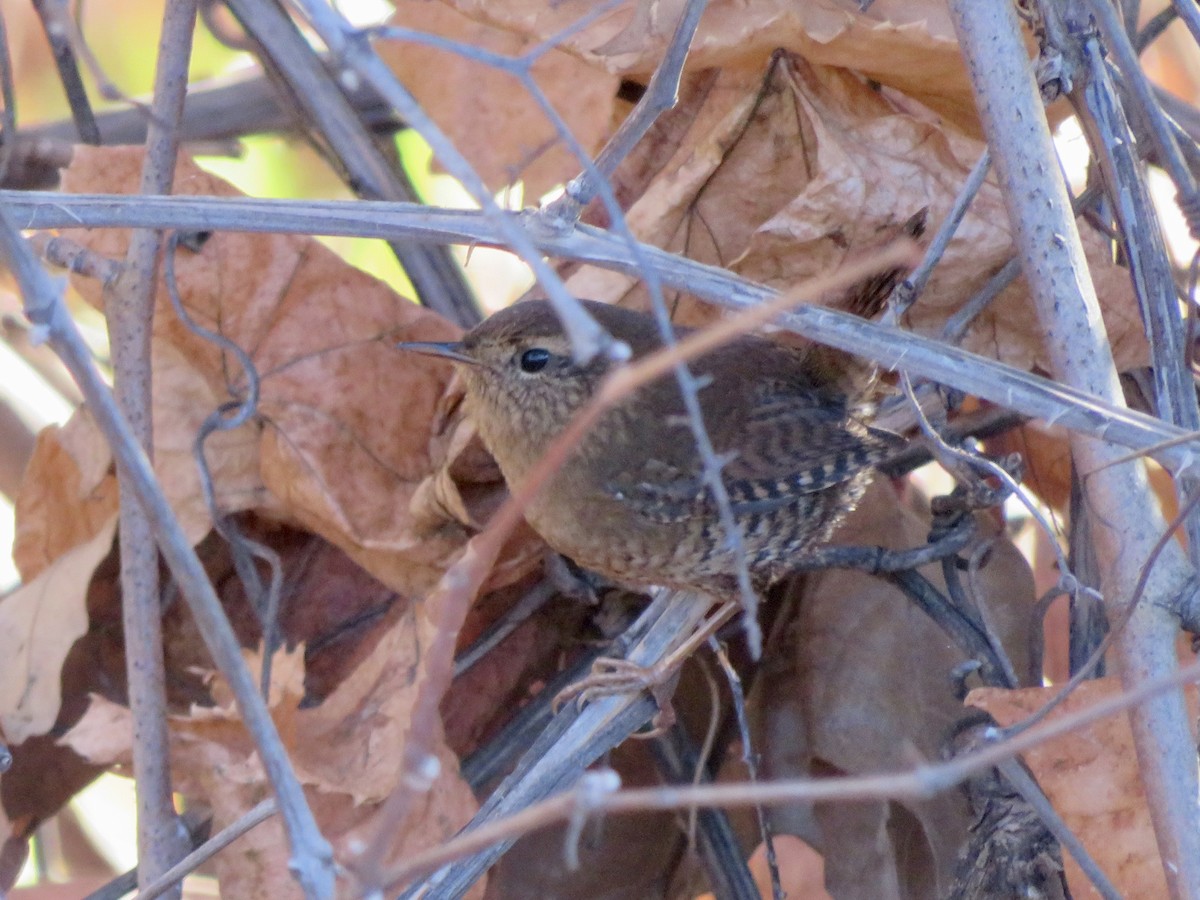 barsmett - ML646622026