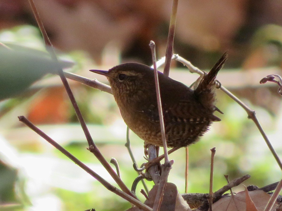 barsmett - ML646622027